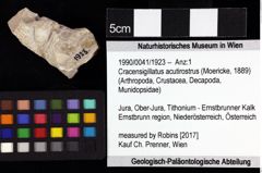 Foto (Objket + Etiketten) von Goniodromites bidentatus (Reuss, 1858) 